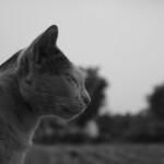 Кошки Таиланда официально стали национальными символами страны