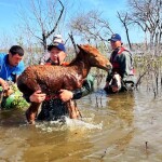 В МЧС РК поделились фото спасенных во время паводков животных