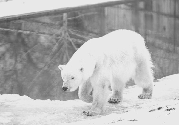 Очередное редкое животное погибло в зоопарке Алматы
